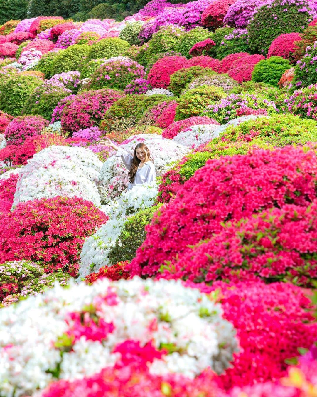 ももせゆきさんのインスタグラム写真 - (ももせゆきInstagram)「🌸 もりもりのツツジに埋もれてきました✨ 初めて行った根津神社は人混みだらけだったけど、試行錯誤してもりもりのツツジに埋もれるポトレスポットを見つけました🌸 そっこう隣にいた外国人に構図真似された😂  📍location 根津神社  🚃根津駅から徒歩6分くらい  あすかちゃんシャッター押してくれてありがとう📷 @sherry_1113   ・ ・  #ツツジ #根津神社 #根津神社つつじ祭り  #flowerportrait  #東京観光 #日本の絶景  #tokyotrip  #daily_photo_jpn  #team_jp_ #japan_daytime_view #genic_mag #IGersJP #retrip_nippon #hubsplanet  #カメラ女子 #カメラ好きな人と繋がりたい #ファインダー越しの私の世界 #tokyocameraclub #awesome_earthpix  #タビジョ#art_of_japan_ #hellofrom #whim_member #japan_of_insta#写真撮ってる人と繋がりたい#beautifuldestinations #canon_photos  #thetunneloflove #lovers_nippon  #eclectic_shotz」4月16日 11時42分 - momoyu1125