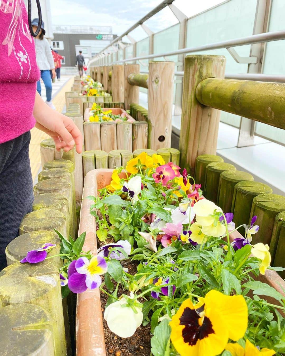 LATOV_ラトブ さんのインスタグラム写真 - (LATOV_ラトブ Instagram)「ガールスカウト福島県第28団の皆さまによる植栽の植え替えが行われました。  花を植え替え、お水をやり、2階　入口前まで運んでくれました。  ガールスカウト福島県第28団の皆さま、ありがとうございます。  平にお越しの際はぜひご覧ください！  #いわき市 #ラトブ #ガールスカウト #いわき駅 #植栽」4月16日 11時44分 - latov_20071025