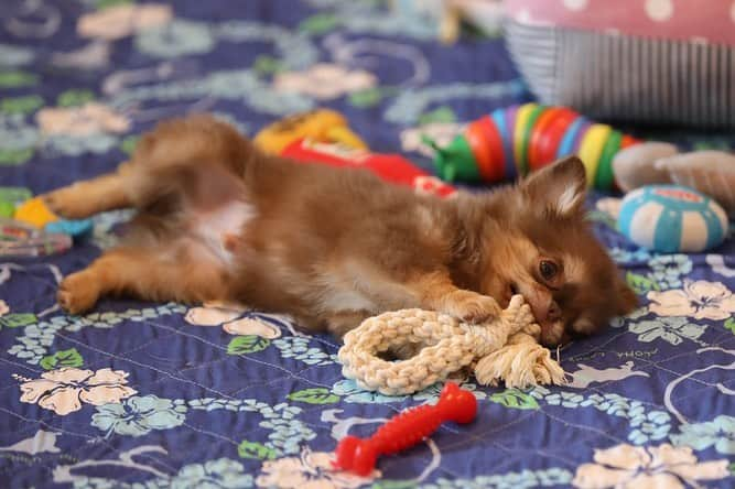 犬小屋??のインスタグラム：「今日のだんな様❤️ 誕生から104日め😊 浜名湖の部屋に設置した自分の部屋相手に大暴れ💦 晴天の浜名湖です☀️  #chihuahua  #chihuahuastagram  #chihuahualife  #チワワ #チワワ多頭飼い  #ちわわ大好き  #ちわすたぐらむ  #チワワパピー #canon #canon_photos  #浜名湖レークサイドプラザ  #だんなすたぐらむ  #キンダーガーテンアミ」