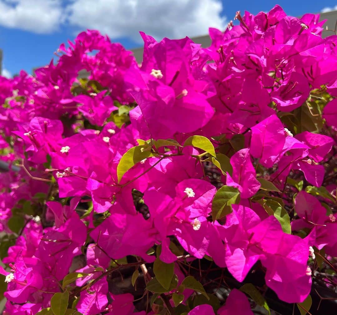 マキ・コニクソンさんのインスタグラム写真 - (マキ・コニクソンInstagram)「Aloha from Hawaii! 🌺  ハワイって年中お花が咲き乱れてる！ このブーゲンビリアの色が あまりに鮮やかなフューシャカラー で思わずパチリンコ！📸  これを撮ったのはなんと！ アラモアナSCのパーキングです！ この濃ゆ〜いピンクが 青空に映えるんですわい！  今日もso far so good! (今のところいい感じ！😁) 私がよく使う英語！  もう少しで日本🇯🇵に行くけど お天気良いといいなー。 今回は暖かい服持って行かない予定。 結構な夏服だけど大丈夫だよね！🤙🏼  ハワイの鮮やかな ブーゲンビリアのおすそ分けでした！ 今日も爽やかな1日を過ごそうね！😄  #ハワイのおすそ分け🤙🏼  #エアハワイ🌺  #南国ハワイに咲くお花」4月16日 12時12分 - makikonikson