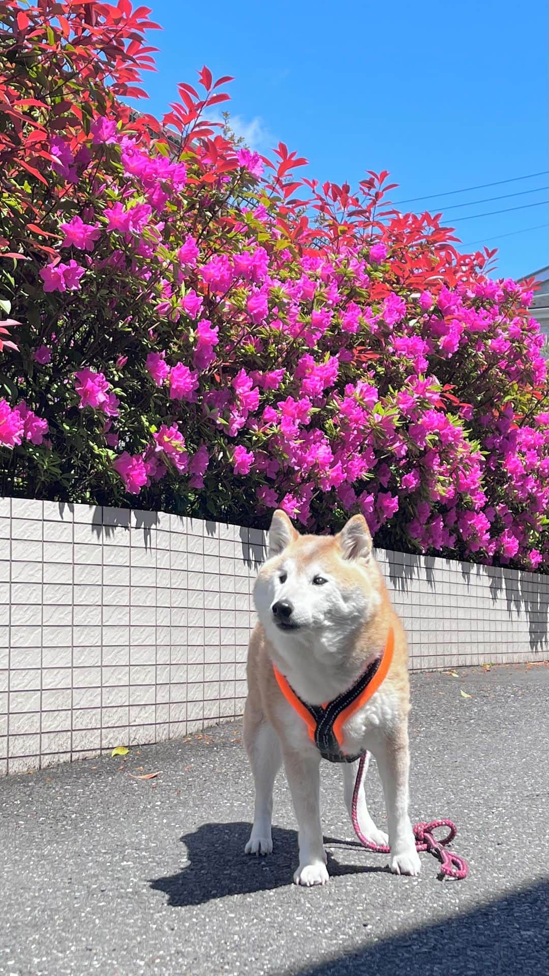 meekooのインスタグラム：「もうツツジが咲き始めていました🌸 植物の世界も忙しく時間が進んでいるようです😀 2023.4.16」