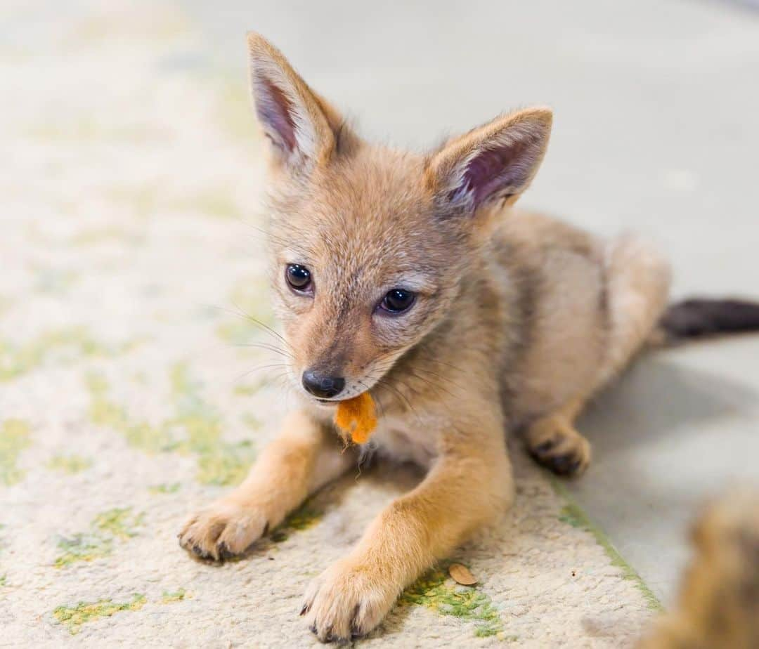 Rylaiさんのインスタグラム写真 - (RylaiInstagram)「Please welcome our newest canid pack members: #shaka, #zuri and #nalla.   Several weeks ago we were contacted by another sanctuary about giving a forever home to some very unique canids.  They were born in captivity and needed a home where they would be loved and well cared for, but also a home where they could live a life of purpose.  A home where they could teach people all canids deserve to live, both as a species and as individuals.  We knew we could provide that.  Clearly a one way ticket for them to Johannesburg was out of the question.  We sprung into action getting the necessary permits and building the infrastructure to care for them.  . These precious babies were donated to the center by Mikayla Raines from @saveafox_rescue - we want to formally thank Mikayla and Ethan for trusting us with these precious souls.  . To say that we have all fallen madly in love with these babies is a gross understatement!!! They are some of the sweetest babies and we are honored to be their guardians in this world as you fall in love with them.  . If you haven’t booked an encounter, now is the time and maybe you will get a rare chance to see these baby Black Back Jackals!  . The babies will be available for Sponsorship in the upcoming week and we have created an Amazon Wish list for these babies!  . Thank you to @coopergrahamphotography for taking these beautiful photos for us!  #bbj #jackals #babies #conservation #canids #jabcecc #sandiego #socal #blackbackedjackal #africancanids」4月16日 13時00分 - jabcecc