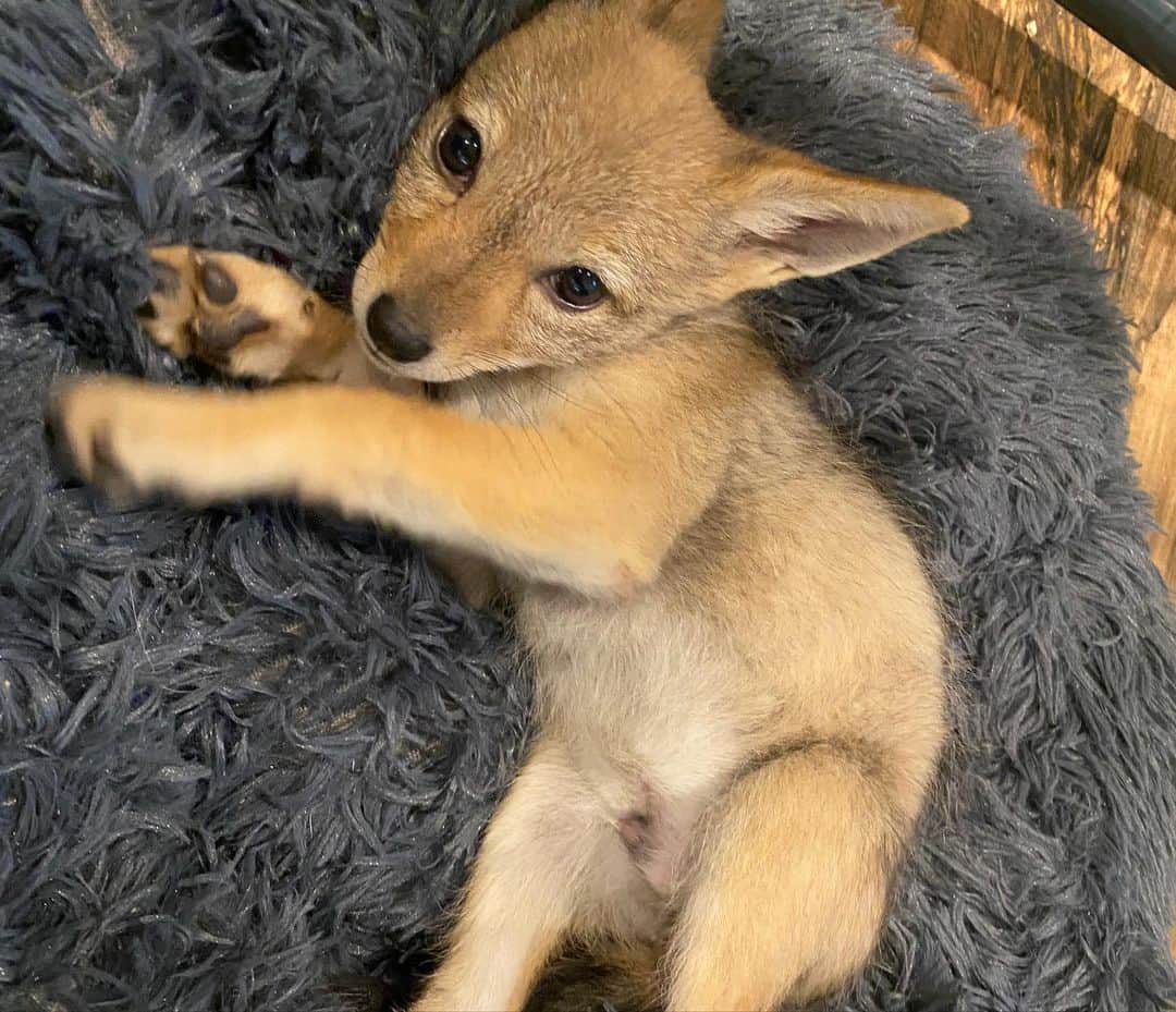 Rylaiさんのインスタグラム写真 - (RylaiInstagram)「Please welcome our newest canid pack members: #shaka, #zuri and #nalla.   Several weeks ago we were contacted by another sanctuary about giving a forever home to some very unique canids.  They were born in captivity and needed a home where they would be loved and well cared for, but also a home where they could live a life of purpose.  A home where they could teach people all canids deserve to live, both as a species and as individuals.  We knew we could provide that.  Clearly a one way ticket for them to Johannesburg was out of the question.  We sprung into action getting the necessary permits and building the infrastructure to care for them.  . These precious babies were donated to the center by Mikayla Raines from @saveafox_rescue - we want to formally thank Mikayla and Ethan for trusting us with these precious souls.  . To say that we have all fallen madly in love with these babies is a gross understatement!!! They are some of the sweetest babies and we are honored to be their guardians in this world as you fall in love with them.  . If you haven’t booked an encounter, now is the time and maybe you will get a rare chance to see these baby Black Back Jackals!  . The babies will be available for Sponsorship in the upcoming week and we have created an Amazon Wish list for these babies!  . Thank you to @coopergrahamphotography for taking these beautiful photos for us!  #bbj #jackals #babies #conservation #canids #jabcecc #sandiego #socal #blackbackedjackal #africancanids」4月16日 13時00分 - jabcecc