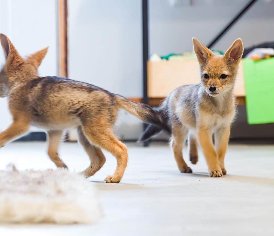 Rylaiさんのインスタグラム写真 - (RylaiInstagram)「Please welcome our newest canid pack members: #shaka, #zuri and #nalla.   Several weeks ago we were contacted by another sanctuary about giving a forever home to some very unique canids.  They were born in captivity and needed a home where they would be loved and well cared for, but also a home where they could live a life of purpose.  A home where they could teach people all canids deserve to live, both as a species and as individuals.  We knew we could provide that.  Clearly a one way ticket for them to Johannesburg was out of the question.  We sprung into action getting the necessary permits and building the infrastructure to care for them.  . These precious babies were donated to the center by Mikayla Raines from @saveafox_rescue - we want to formally thank Mikayla and Ethan for trusting us with these precious souls.  . To say that we have all fallen madly in love with these babies is a gross understatement!!! They are some of the sweetest babies and we are honored to be their guardians in this world as you fall in love with them.  . If you haven’t booked an encounter, now is the time and maybe you will get a rare chance to see these baby Black Back Jackals!  . The babies will be available for Sponsorship in the upcoming week and we have created an Amazon Wish list for these babies!  . Thank you to @coopergrahamphotography for taking these beautiful photos for us!  #bbj #jackals #babies #conservation #canids #jabcecc #sandiego #socal #blackbackedjackal #africancanids」4月16日 13時00分 - jabcecc