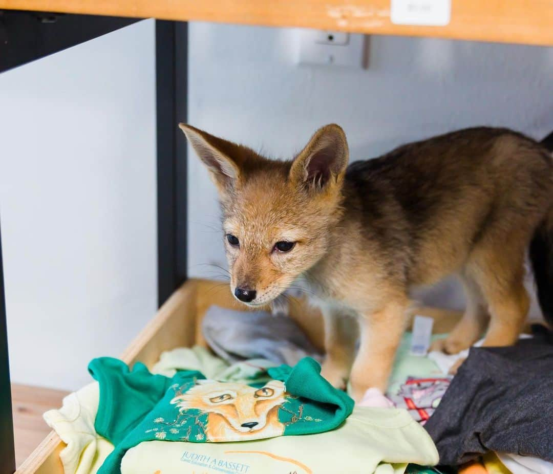 Rylaiさんのインスタグラム写真 - (RylaiInstagram)「Please welcome our newest canid pack members: #shaka, #zuri and #nalla.   Several weeks ago we were contacted by another sanctuary about giving a forever home to some very unique canids.  They were born in captivity and needed a home where they would be loved and well cared for, but also a home where they could live a life of purpose.  A home where they could teach people all canids deserve to live, both as a species and as individuals.  We knew we could provide that.  Clearly a one way ticket for them to Johannesburg was out of the question.  We sprung into action getting the necessary permits and building the infrastructure to care for them.  . These precious babies were donated to the center by Mikayla Raines from @saveafox_rescue - we want to formally thank Mikayla and Ethan for trusting us with these precious souls.  . To say that we have all fallen madly in love with these babies is a gross understatement!!! They are some of the sweetest babies and we are honored to be their guardians in this world as you fall in love with them.  . If you haven’t booked an encounter, now is the time and maybe you will get a rare chance to see these baby Black Back Jackals!  . The babies will be available for Sponsorship in the upcoming week and we have created an Amazon Wish list for these babies!  . Thank you to @coopergrahamphotography for taking these beautiful photos for us!  #bbj #jackals #babies #conservation #canids #jabcecc #sandiego #socal #blackbackedjackal #africancanids」4月16日 13時00分 - jabcecc