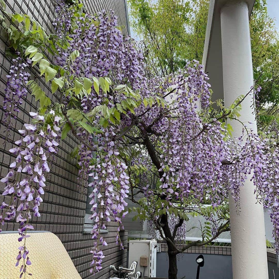 丸山敬太さんのインスタグラム写真 - (丸山敬太Instagram)「テラスの藤が満開 くまんばちがどこからかやってきて 蜜を吸う。  良い香りが立ち込めてます。」4月16日 13時21分 - keitamaruyama