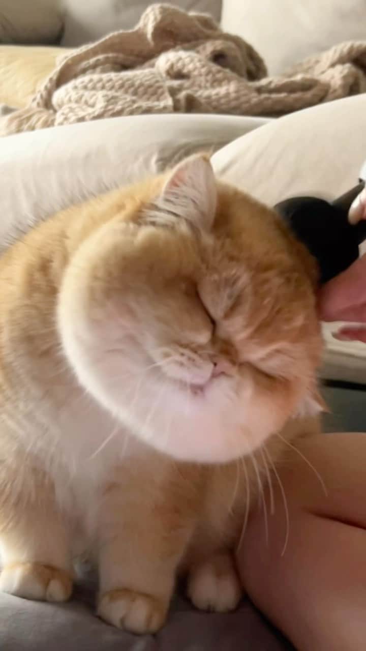 Aww Clubのインスタグラム