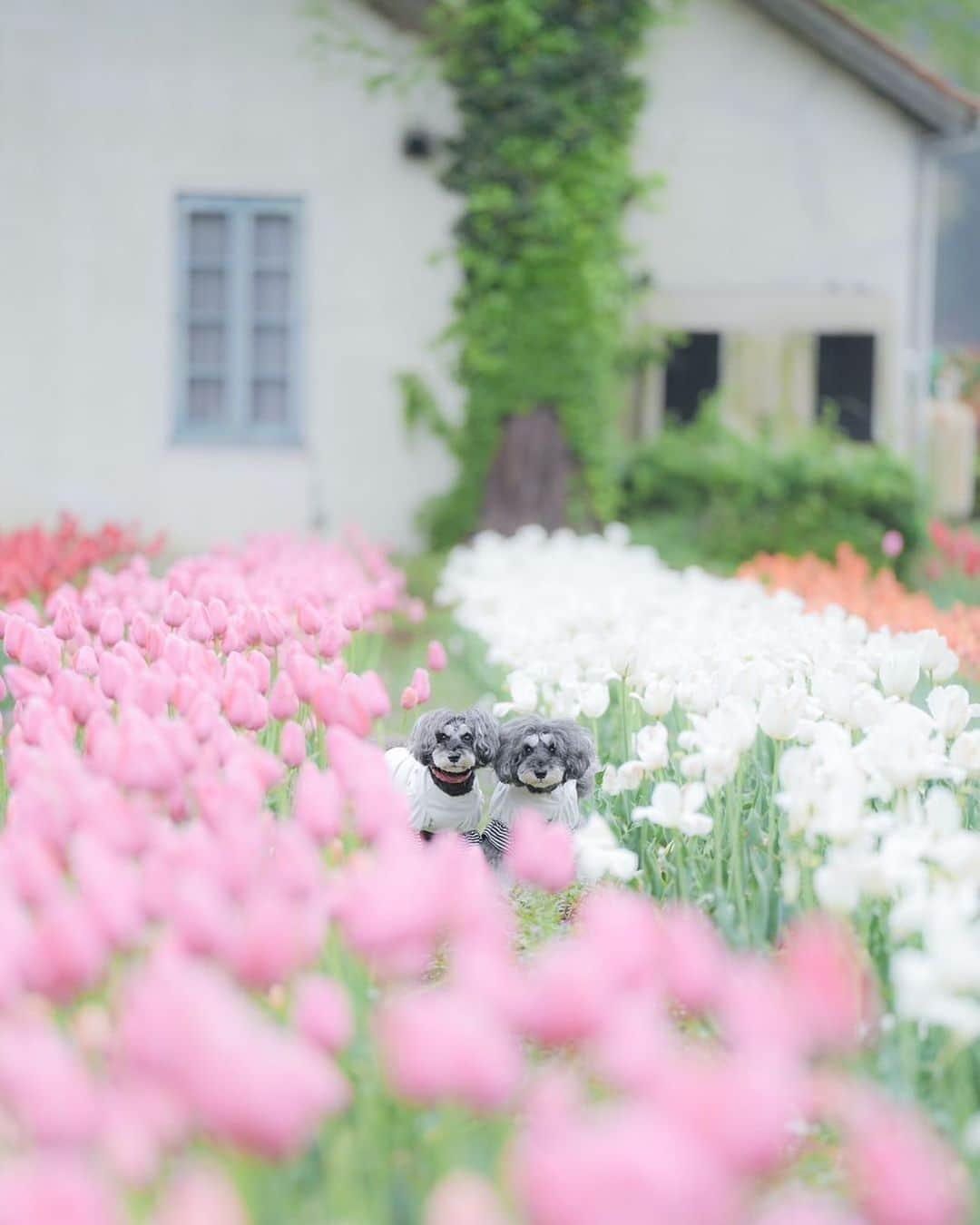 中野区在住のミニシュナのInstagramのインスタグラム：「⑅︎◡̈︎* ・ 春爛漫🌷  こもれび森のイバライドにて『ダックスフェス2023』 @dachsfes  開催中🎶  会場のイバライドはまさに春爛漫で、チューリップ・ネモフィラ・菜の花が満開です♡  シュナウザーキンダムが　 @schnauzer_kingdom 開催される5月14日ころは薔薇が見頃な予感( *ˊᵕˋ)✩︎‧₊  #こもれび森のイバライド #ダックスフェス2023 #ジェニッカーズ #シュナキン2023 #花と犬 #わんことお出かけ #犬との暮らしを楽しむ #シュナウザー好きさんと繋がりたい #シュナウザー多頭飼い #シュナウザーのいる暮らし #シュナウザーキングダム #シュナウザー部 #しゅなら部 #犬イベント #schnauzer #ミニチュアシュナウザー #schnauzerlove #schnauzerworld #schnauzerlife #schnauzergram #miniatureschnauzer  #チューリップ畑」