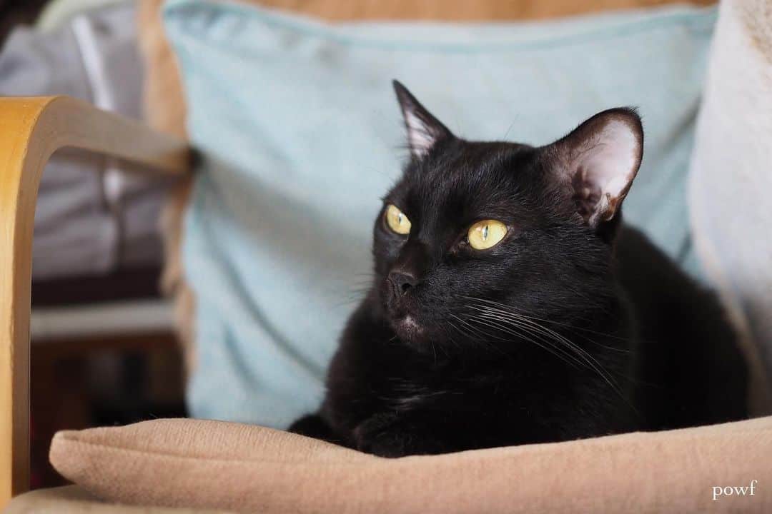 anemone_69のインスタグラム：「🐈‍⬛ . . #ハカセとキョウジュ #blackcat #黒猫 #cat #猫 #保護猫 . . .」