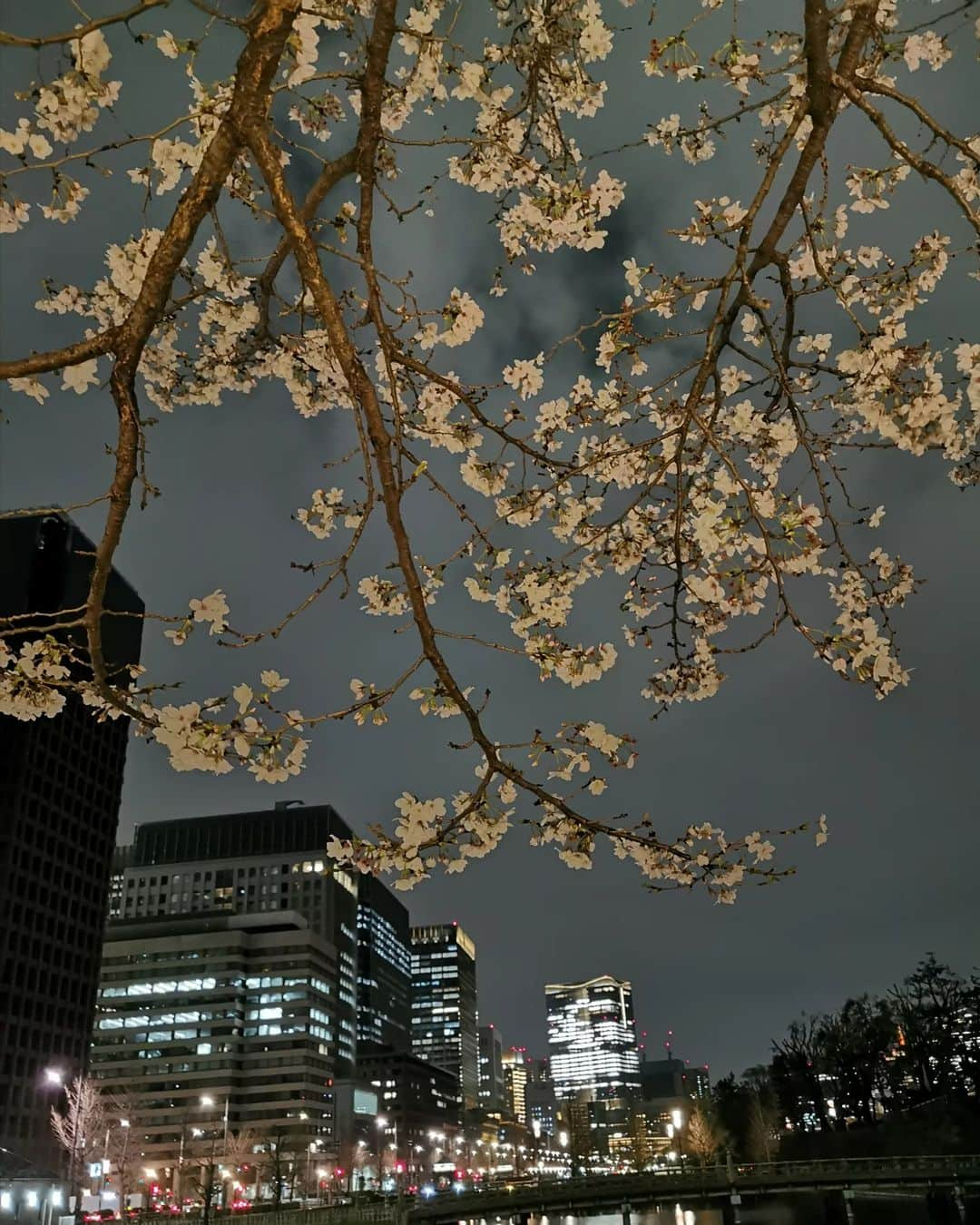 畠山優梨枝さんのインスタグラム写真 - (畠山優梨枝Instagram)「夜桜を観に行ってきました🌸 大手町をお散歩😄 雨も多かったけどもこの日は晴れてて桜を楽しめました✨ 良さげなレストランも見つけたので来年桜の季節に行きたいなー💕  #桜#花見#夜桜#夜桜ライトアップ#春#東京の桜スポット#時差スタグラム」4月16日 17時00分 - yurieyurieee