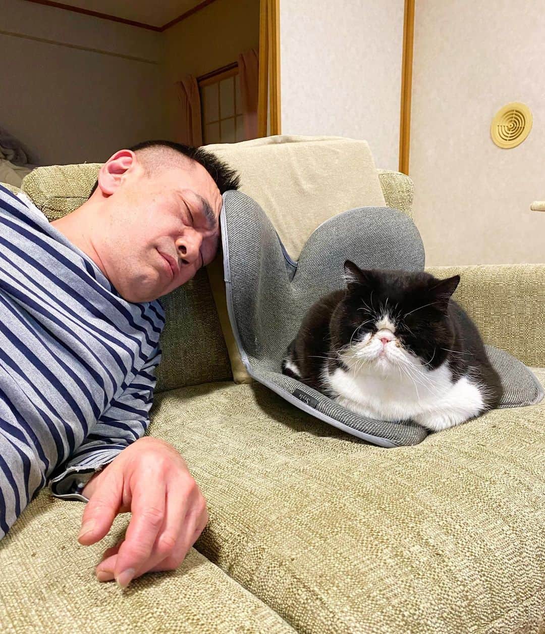 nemuru_catのインスタグラム：「#ルーク#眠る夫  おでこ… * #ねこ部#cat#cats#neko#猫#catsofinstagram#bestmeow#catlover#ふわもこ部#エキゾチックショートヘア#exoticshorthair#はちわれ」