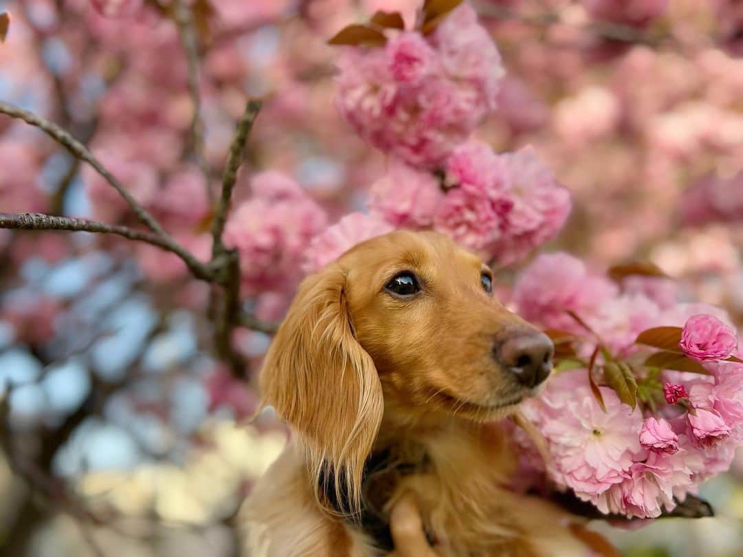 ゆうたむさんのインスタグラム写真 - (ゆうたむInstagram)「のんちゃん7歳💕🎂  ❤︎ʜᴀᴘᴘʏ ʙɪʀᴛʜᴅᴀʏ❤︎  何歳になってもかわいい😍 ダイスキ❤︎❤︎🐶 出会ってからの人生が幸せです✨  ありがとう😊  おめでとう🎉  #ゆうたむの犬🐶  #happybirthday」4月16日 15時39分 - yuutamu_non