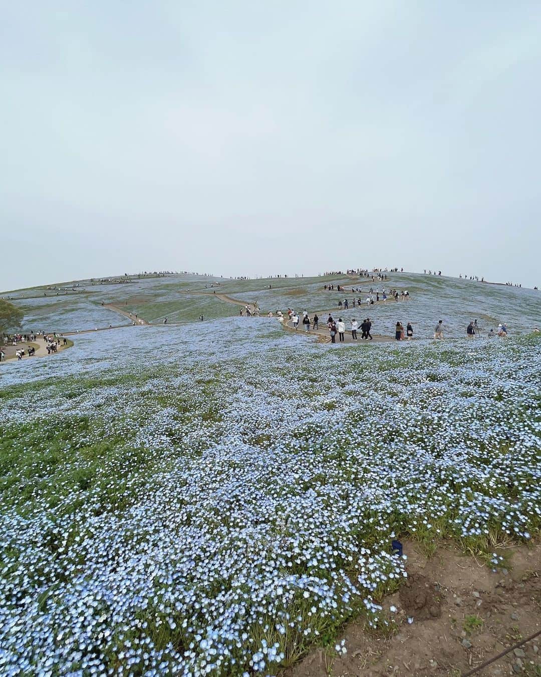 永塚彪聖さんのインスタグラム写真 - (永塚彪聖Instagram)「ネモフィラとチューリップたち🌷 花に囲まれて幸せでした。  #風が強いのもまたいい　  #視界がほぼ花　  #童心に帰る  #04」4月16日 16時10分 - hyoosei_0505