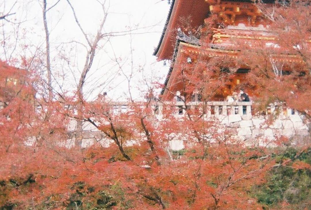 アシュリーさんのインスタグラム写真 - (アシュリーInstagram)「フィルム現像してきた🎞 京都行った時の! 暗いところで撮ったのは全部ダメでした🫠  でも色味がすごい好き!!  満足🍁」4月16日 16時20分 - kutycat