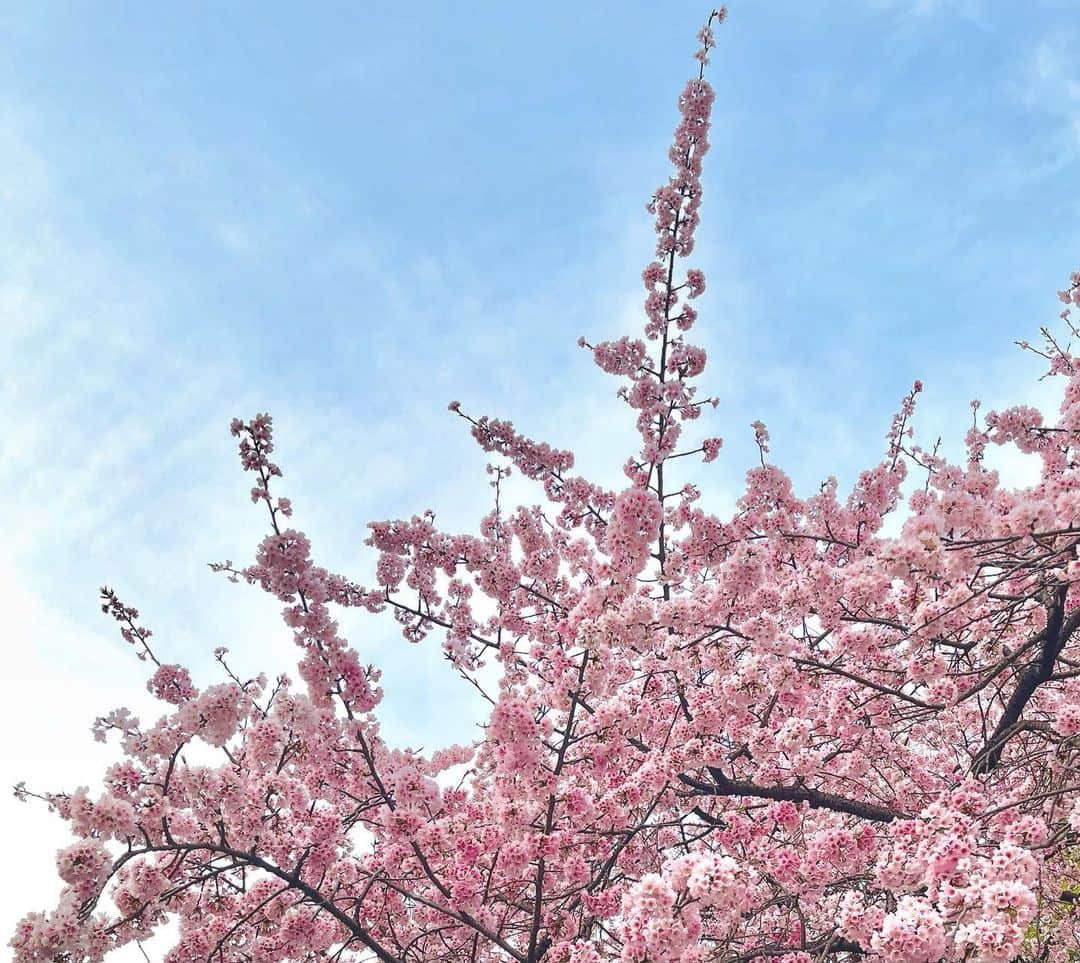 花柳凜のインスタグラム：「山風に　桜吹きまき　乱れなむ 花のまぎれに　たちとまるべく  ーーーーーーーーーーーー  東京のお父さん。 野暮な事が嫌いな方ですから、お別れも感謝も言いません。  あの世でも、お元気で。」