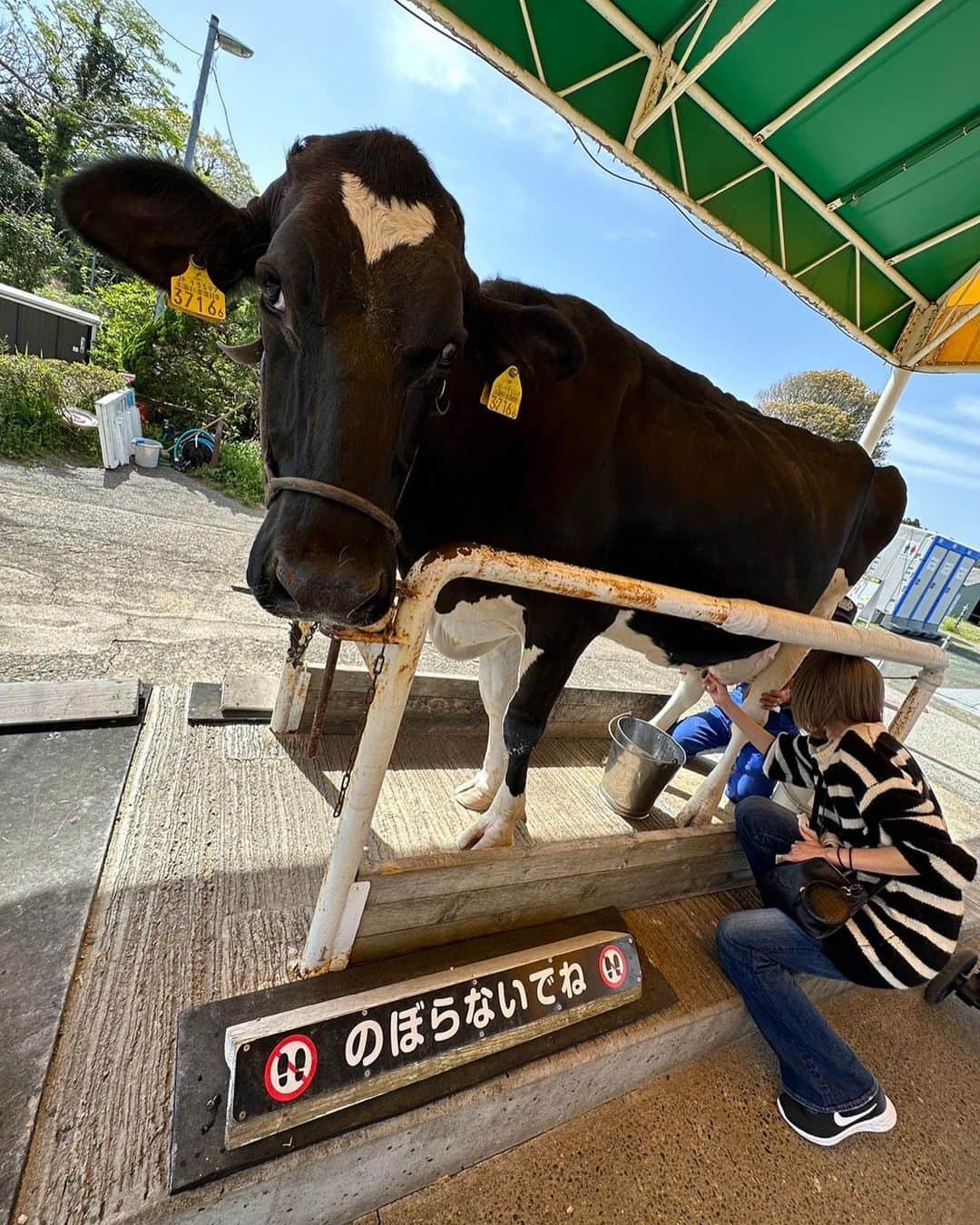 原あやののインスタグラム：「🍓🐄  友達たちとマザー牧場といちご狩りに行った時の  牛のおでこがハート柄なの可愛いし いちごに囲まれる姫👶可愛すぎたな  自然チャージは欠かせぬ〜〜〜  #いちご狩り#フルーツ狩り #秋はぶどう狩りたい #マザー牧場 #🐄#🐑#🐖#🦙#🐕#🍓 #シンガーソングライター#アコギ#ギター#musican#singersongwriter#音楽#邦ロック女子#anime#アニメ好き#ビール#ビール女子#フィルム#film#ウルフカット#ショートカット#燕女子#高身長女子#japanesegirl#instagood」