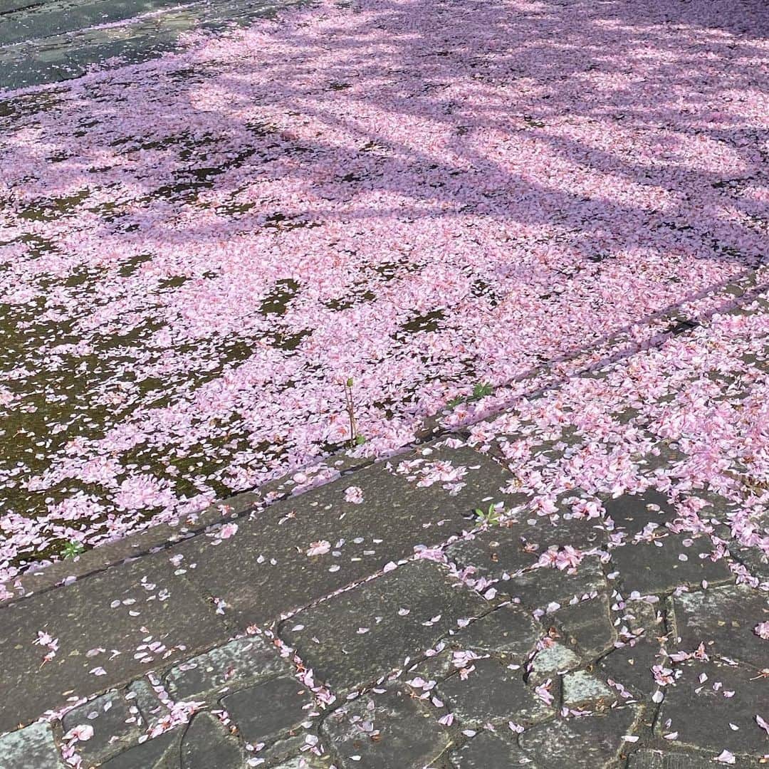 小林花南さんのインスタグラム写真 - (小林花南Instagram)「桜散っちゃった😢」4月16日 17時24分 - 0i_.flower