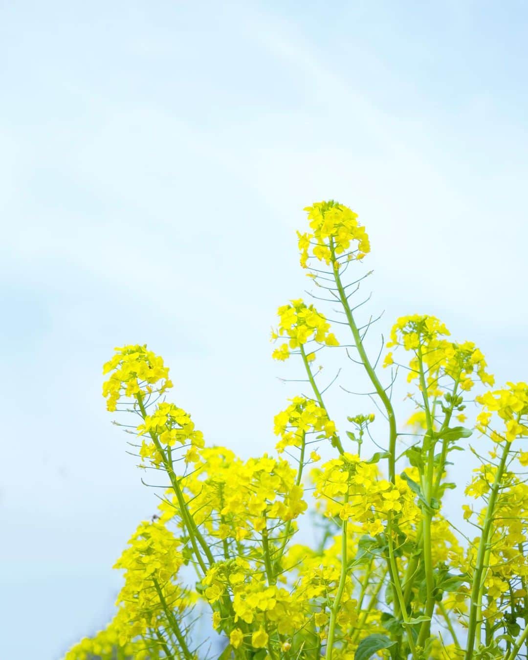 のインスタグラム：「canola flower💛💛💛  春のお花に大忙し💛💛💛  #菜の花」