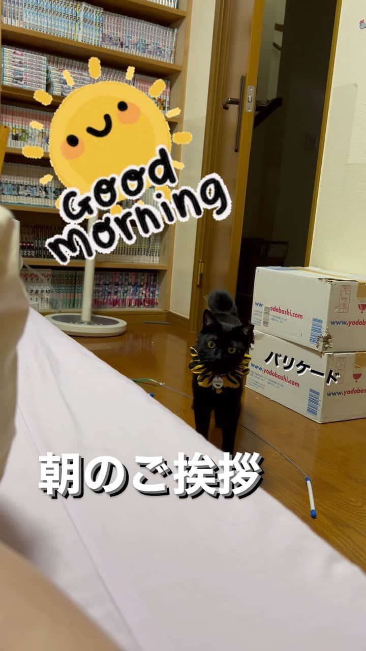 のインスタグラム：「朝起きたら顔見せに部屋に来てくれる☺️  #良い子 #KOJIROU#黒猫#ザビエル首輪#blackcat#catoftheday #instacat_meows  #ねこ部 #냥스타그램 #캣스타그램 #cat #猫 #ネコ #ねこ #고양이  #catlover #instacat #cutecat #catstagram #lovecat #CAT」