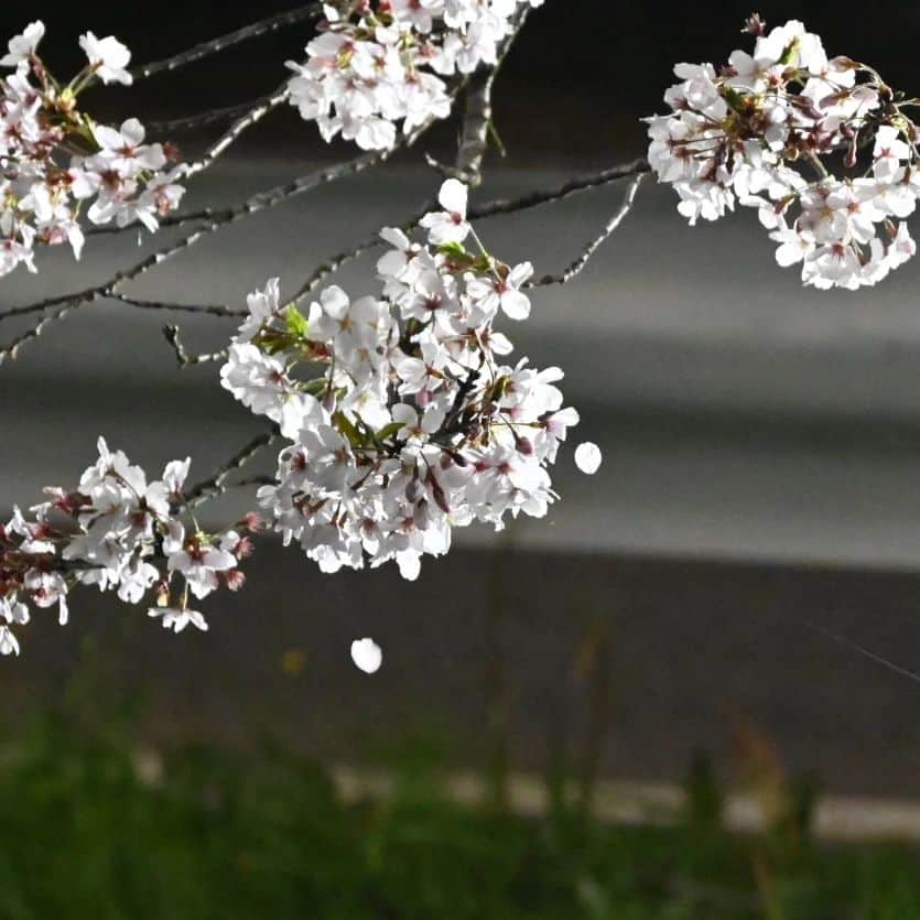 市場紗蓮さんのインスタグラム写真 - (市場紗蓮Instagram)「今年の桜は10日くらい早かったんだってね。あっという間だったなあ。お庭の桜は山桜で、写真撮ろ〜って思う頃には葉っぱがたくさん出てて、花があまりわからなくなっちゃう。近くのお花見スポットに行ったら今度は👶たくさん写真に残したくて桜の写真一枚もナイ！ってなった🤣🤣そんで同じとこに２回行きました🫠✌️２回目のときは👶も🌸みつけてず〜っと上見上げててめちゃくちゃ可愛かった🥺💓お家の中でも外でも離れたくなくてずっと抱っこしてる。眠そうな時、寝てる時、シャッターチャンス！だったのが、この数週間でご機嫌モード！シャッターチャンス！というのが増えてきた。可愛い。もっとくっついてられるように、大事にできるように、カンガルーみたいにお腹にポケットほしいよー🥺😂」4月17日 3時24分 - sharendayo