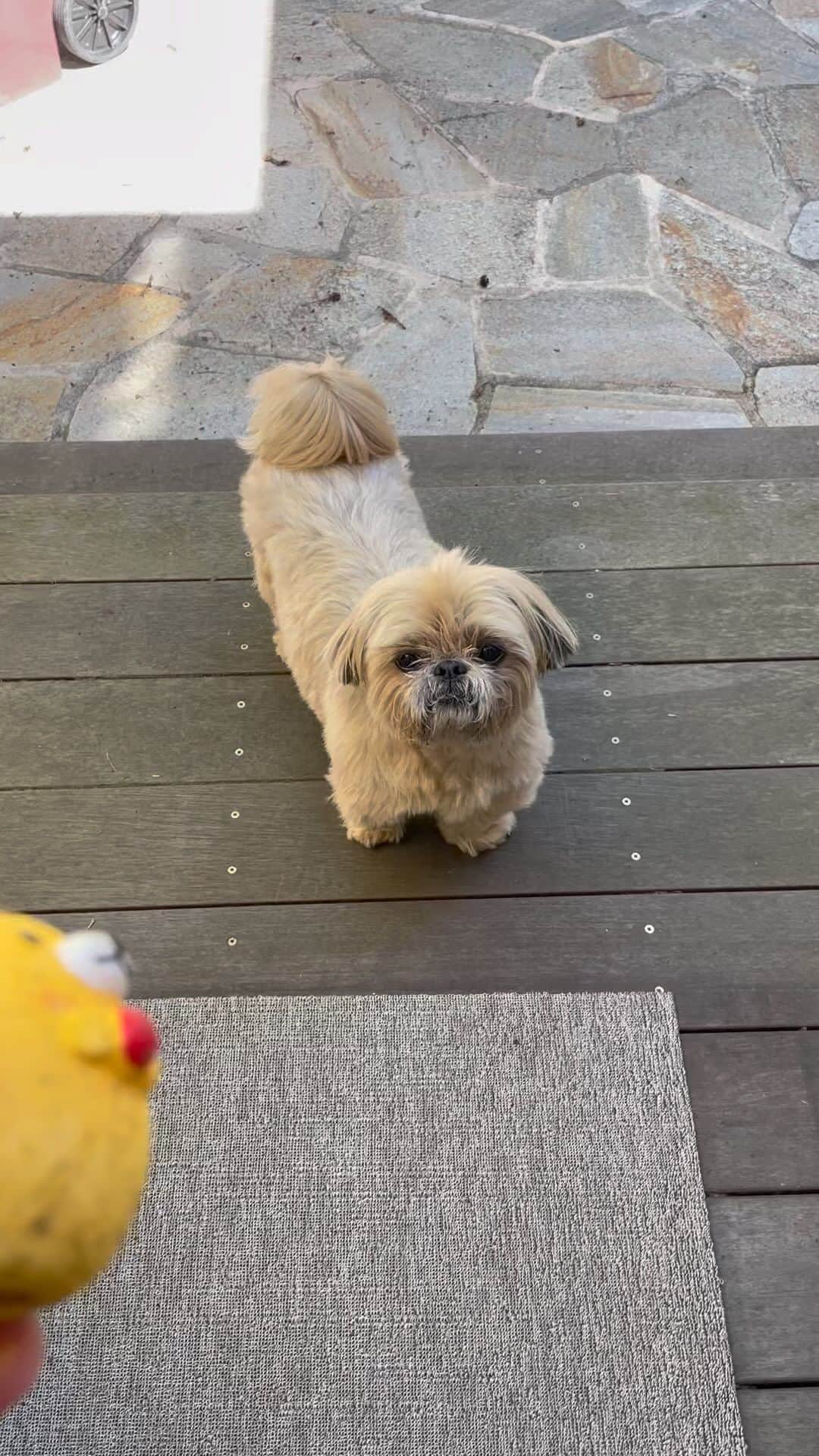 Dougie the Shih Tzuのインスタグラム：「Or not.」