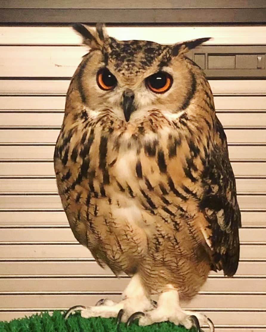 GEN3 Owlさんのインスタグラム写真 - (GEN3 OwlInstagram)「フクロウは人間の10倍くらい視力が良いって知ってました？👀✨ @genz64  Did you know that owls have ten times better eyesight than humans? 👀✨  #owl #owlgaru #フクロウ」4月16日 19時33分 - genz64