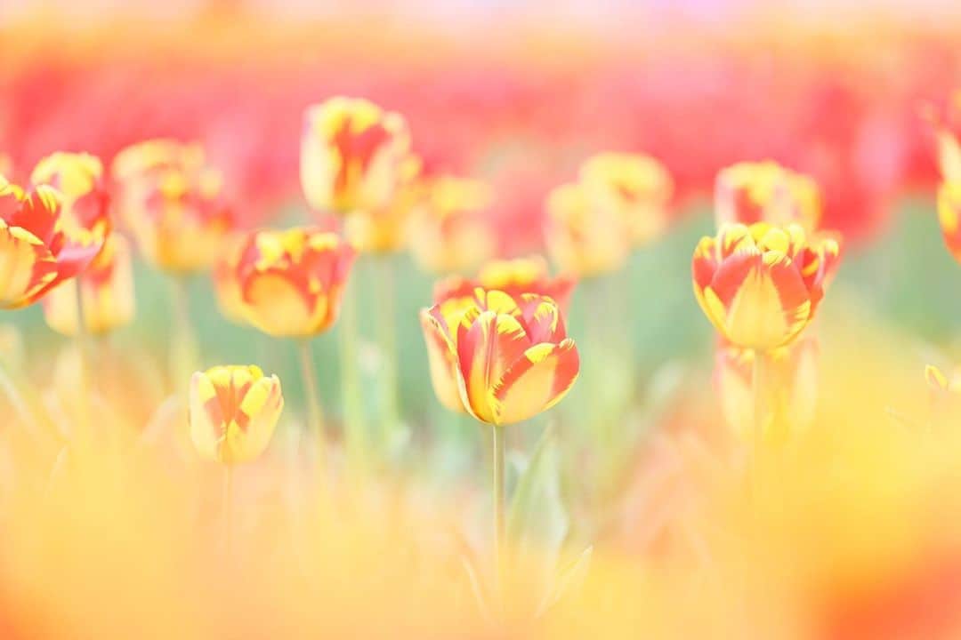 kiccyomuさんのインスタグラム写真 - (kiccyomuInstagram)「☁️ 2023.04.16 Sun #佐倉ふるさと広場 満開見頃だった #チューリップ 🌷  今年の春の花たちは いつもより2週間ぐらい 早い開花のようで のんびりしてると 見損ねちゃう😅  location #千葉 ❣️ 📷撮影 2023年4月5日  #my_eos_photo Camera : EOS R5 Lens : RF135mm F1.8L IS USM」4月16日 19時35分 - kiccyomu