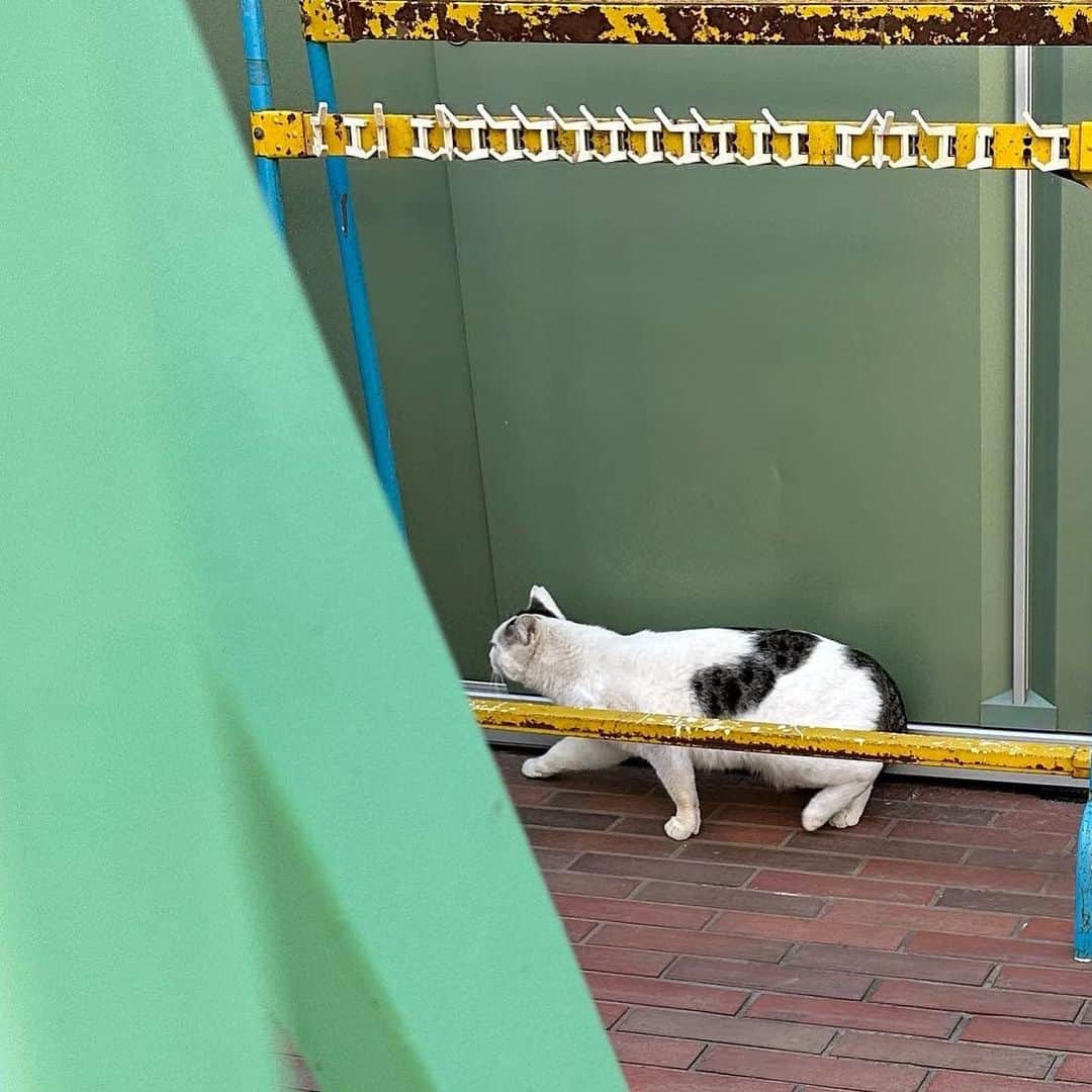 _asamiii__さんのインスタグラム写真 - (_asamiii__Instagram)「最近のいろいろ🐶💫💞」4月16日 19時55分 - _asamiii__