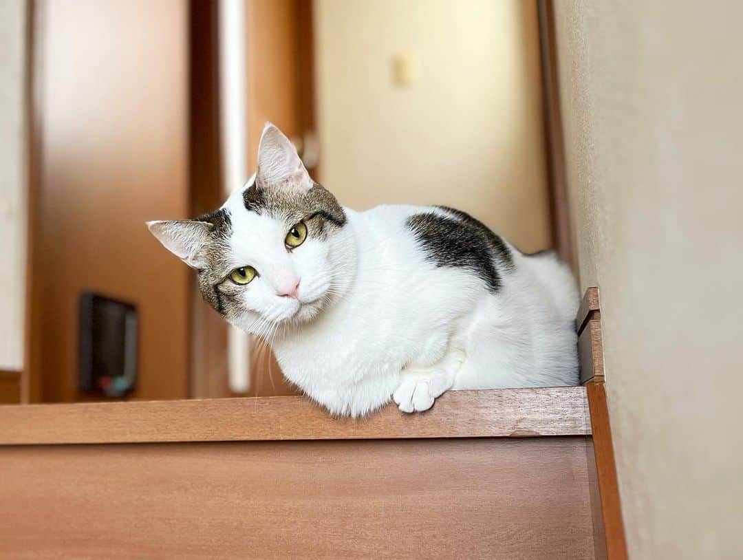 ひのき猫さんのインスタグラム写真 - (ひのき猫Instagram)「ななめ～(笑)」4月16日 20時04分 - hinoki.cute.kitten