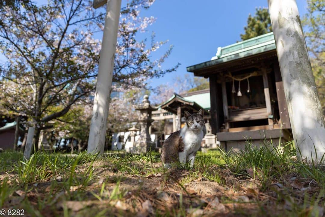 8282さんのインスタグラム写真 - (8282Instagram)「神社の猫 ・ ・ #カワイイだけが猫じゃない #cat#animal#gato #ねこ#猫#東京カメラ部 #nekoclub#NEKOくらぶ #catlover#catloversclub #写真撮ってる人と繋がりたい ・ ☆非演出のススメ☆」4月16日 20時00分 - haniyan0821