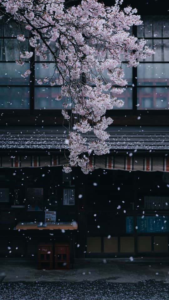 deepskyのインスタグラム：「Cherryblossom Storm /桜吹雪 . . #reel #リール  #japan #日本 #桜 #桜吹雪 #sakura #cherryblossom  #reelsinstagram #Instagramreels #reels #reelitfeelit #video #beautifuldestinations」