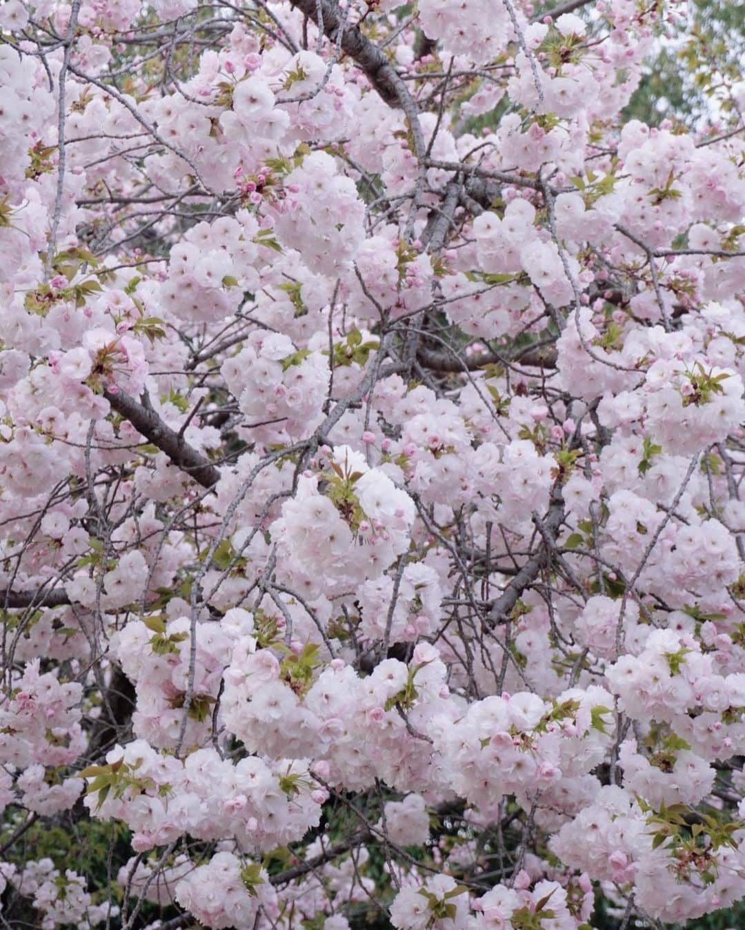 上野瞳さんのインスタグラム写真 - (上野瞳Instagram)「この写真とってもお気に入り🥰 (昨日はご心配おかけしました🙇‍♂️) 私が撮っているのは3枚目の桜とビル🌸 建物オタクなのでビル見るとワクワクする🕊笑 他にもどこも撮ってもピンクな風景に癒された😴  お気付きの方もいるかと思いますが前と お洋服が違います🫢実は舞鶴公園が素敵すぎて 2回お花見しにいっちゃったんだ👼笑 1回目は夕方で曇りだったし、今回は 晴れたお昼に行って無事青空とピンクの 桜の組み合わせを見ることが出来ました🙌💕 お天気も良いからお花見している人も沢山居て さくらまつりもとっても賑わっていました😯 沢山の愛触れられて感謝の一日でした💕  #舞鶴公園 #大濠公園 #福岡観光 #福岡旅行 #福岡旅 #お花見コーデ #お花見スポット #桜スポット #福岡城 #福岡城さくらまつり #城跡 #城跡巡り#福岡城跡 #メルトザレディ #meltthelady」4月16日 20時07分 - hitomi.8