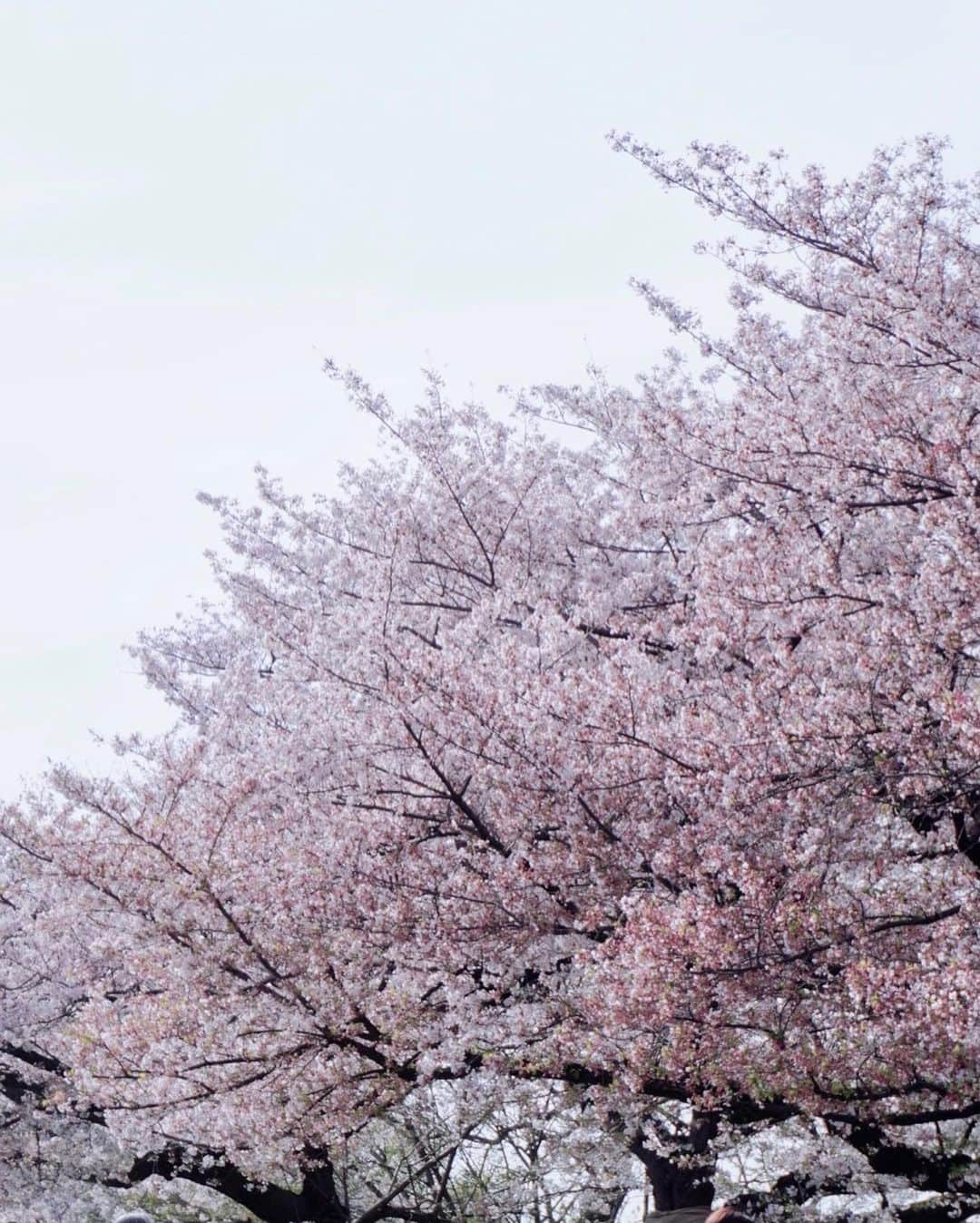 上野瞳さんのインスタグラム写真 - (上野瞳Instagram)「この写真とってもお気に入り🥰 (昨日はご心配おかけしました🙇‍♂️) 私が撮っているのは3枚目の桜とビル🌸 建物オタクなのでビル見るとワクワクする🕊笑 他にもどこも撮ってもピンクな風景に癒された😴  お気付きの方もいるかと思いますが前と お洋服が違います🫢実は舞鶴公園が素敵すぎて 2回お花見しにいっちゃったんだ👼笑 1回目は夕方で曇りだったし、今回は 晴れたお昼に行って無事青空とピンクの 桜の組み合わせを見ることが出来ました🙌💕 お天気も良いからお花見している人も沢山居て さくらまつりもとっても賑わっていました😯 沢山の愛触れられて感謝の一日でした💕  #舞鶴公園 #大濠公園 #福岡観光 #福岡旅行 #福岡旅 #お花見コーデ #お花見スポット #桜スポット #福岡城 #福岡城さくらまつり #城跡 #城跡巡り#福岡城跡 #メルトザレディ #meltthelady」4月16日 20時07分 - hitomi.8