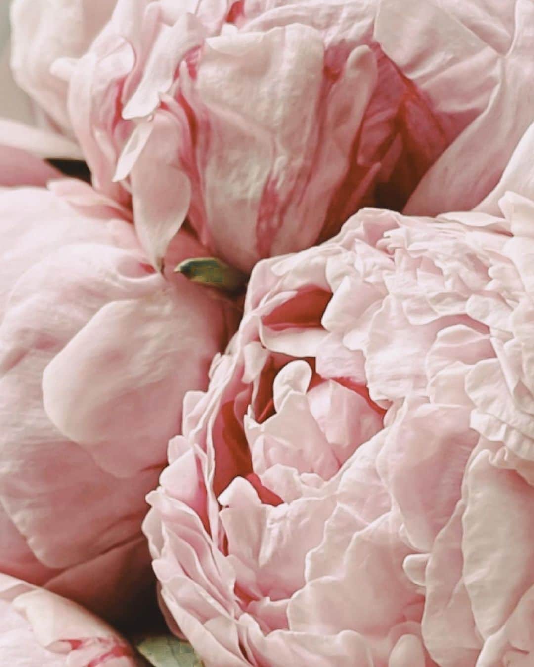 Yukicoさんのインスタグラム写真 - (YukicoInstagram)「𓆱𓆸𓆹𓆺  ————————————————————— 見てくださる方にプラスになる投稿をしていきます 是非いいね♡フォロー♡ よろしくお願いいたします𓅟 私の写真の編集については フォトレッスンでレクチャーをしています —————————————————————  #flowers#flowerpower#flowerphotography#flowerporn#flowerslovers#flowerstagram#bouquet#bouquets#btsarmy#jiminpen#btsjimin #ジミンペン」4月16日 20時39分 - yukicolifecom