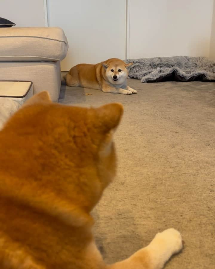 shibainu berryのインスタグラム