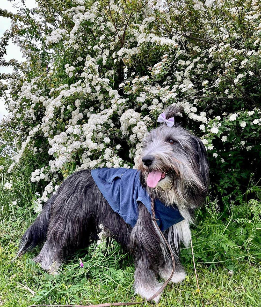 kei515yuさんのインスタグラム写真 - (kei515yuInstagram)「小手毬。  #ビアデッドコリー #ビアディ #beardedcollie #akaribeardie #beardie #beardedcolliesofinstagram #puppydog #puppygram  #petscorner #insta_animaluy #dog_ofinstagram #insta_dogs #igdog #topdogphoto #repost_ezyjp #weeklyfluff #dog_features #excellent_dogs #pecoいぬ部」4月16日 20時34分 - kei515yu