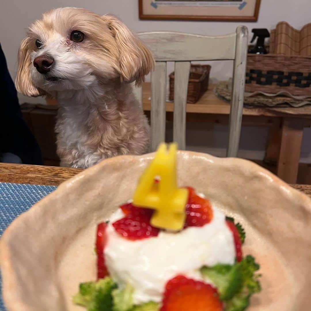栗田桃花さんのインスタグラム写真 - (栗田桃花Instagram)「今日は愛犬マロンの4歳のお誕生日でした🐾 野菜と無脂肪ヨーグルトでわんちゃんも食べられるケーキを作ってみたよ(˶' ᵕ ' ˶) 可愛すぎる🤦‍♀️ お誕生日おめでとうマロン♡  #愛犬生誕祭 #犬用ケーキ」4月16日 20時38分 - kurimomo330