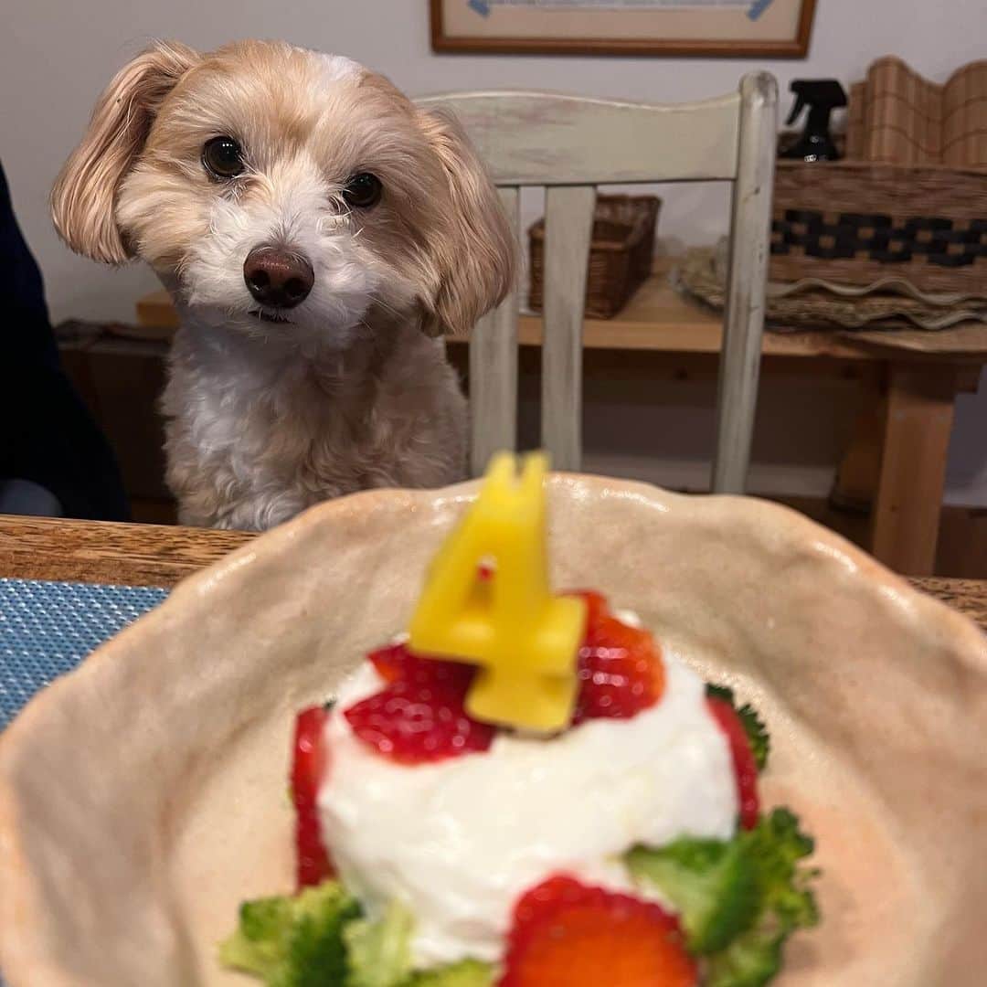 栗田桃花のインスタグラム：「今日は愛犬マロンの4歳のお誕生日でした🐾 野菜と無脂肪ヨーグルトでわんちゃんも食べられるケーキを作ってみたよ(˶' ᵕ ' ˶) 可愛すぎる🤦‍♀️ お誕生日おめでとうマロン♡  #愛犬生誕祭 #犬用ケーキ」