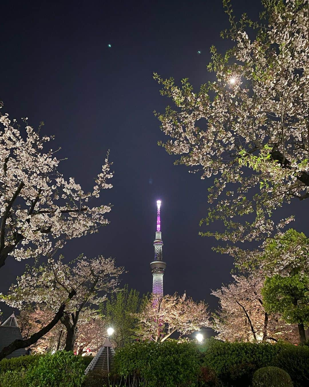 橘二葉のインスタグラム：「撮影終わりに浅草⛩️ おみくじ引いたら大吉でた！！◎  #夜桜ライトアップ #夜桜 #桜 #浅草 #スカイツリー #おみくじ #大吉」