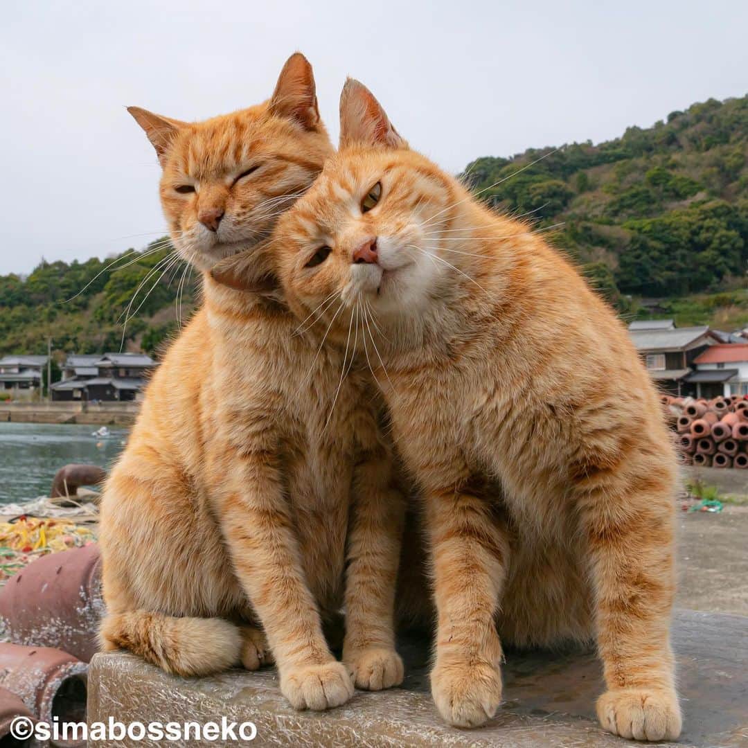 simabossnekoさんのインスタグラム写真 - (simabossnekoInstagram)「・ 島にゃんこセレクション❣️ New Photobook "Island cats(Shima Nyanko)" is full of adorable moments✨ Swipeしてね←←🐾  写真は全て「島にゃんこ」より抜粋。 All photos are excerpted from "Island cats(Shima Nyanko)".  〜お知らせ〜 新作写真集「島にゃんこ」好評発売中❣️ @simabossneko と、ぺにゃんこ( @p_nyanco22 )との初共著🐾  日本の島々で7年間撮り続けてきた、島の猫さん達のとびっきりの表情やしぐさがいっぱい✨ 厳選したベストショットから初公開の作品まで、愛おしくて幸せな瞬間を集めました。  ★Amazonほかオンライン書店、本屋さんにて！ ★メルカリShopsとminne simabossneko's shopでは、サイン本を販売中🐾  お気に入りの一冊になれば嬉しく思います☺️  📘A5変形サイズ／88ページ 1,210円(税込) ワニブックス刊  販売各ショップへは @simabossneko もしくは @p_nyanco22 のプロフィールURLよりご覧いただけます。  もしくはminne、メルカリShops内にて "simabossneko's shop"と検索ください🔎 ・ ・ 【Notice】 NEW 3rd Photobook "Shima Nyanko (Island Cats)"  The book is co-authored by @simabossneko and @p_nyanco22  There are lots of wonderful photos of island cats✨  ◆The autographed books are available now at “minne simabossneko's shop“.   〜Description of the work〜 The cute cats that we have been shooting for 7 years in the islands of Japan.  From the carefully selected best shots to the first public photo, we have collected lovely and happy gestures. Kissing, cuddling, rubbing, synchronizing, playing, licking... The cats will heal you!  Please make a purchasing for this opportunity 😸🐾 The product page can be seen from the URL in the profile of @simabossneko or @p_nyanco22   ★Amazon Japan https://www.amazon.co.jp/dp/4847072863  ★simabossneko's shop URL https://minne.com/＠simabossneko  It is possible to purchase and ship from Taiwan, Hong Kong, the USA, Korea, etc. ※ Shipping fee will be charged separately.  📘A5 variant size / 88 pages 1,210 JPY Published by Wanibooks ・ ・ #しまねこ #島猫 #ねこ #にゃんすたぐらむ #猫写真 #cats_of_world #catloversclub #pleasantcats #catstagram #meowed #ig_japan #lumixg9」4月16日 20時46分 - simabossneko