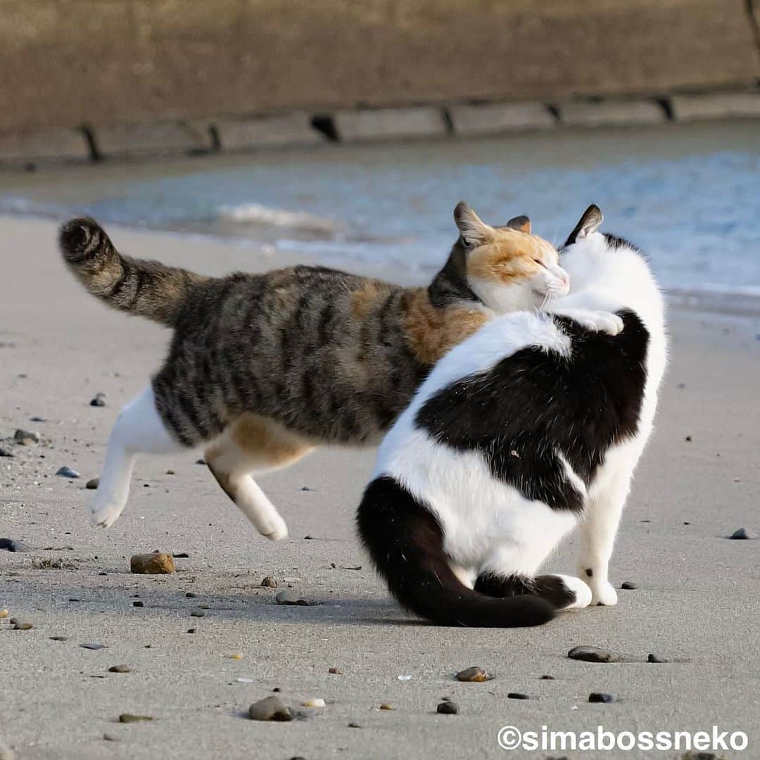 simabossnekoさんのインスタグラム写真 - (simabossnekoInstagram)「・ 島にゃんこセレクション❣️ New Photobook "Island cats(Shima Nyanko)" is full of adorable moments✨ Swipeしてね←←🐾  写真は全て「島にゃんこ」より抜粋。 All photos are excerpted from "Island cats(Shima Nyanko)".  〜お知らせ〜 新作写真集「島にゃんこ」好評発売中❣️ @simabossneko と、ぺにゃんこ( @p_nyanco22 )との初共著🐾  日本の島々で7年間撮り続けてきた、島の猫さん達のとびっきりの表情やしぐさがいっぱい✨ 厳選したベストショットから初公開の作品まで、愛おしくて幸せな瞬間を集めました。  ★Amazonほかオンライン書店、本屋さんにて！ ★メルカリShopsとminne simabossneko's shopでは、サイン本を販売中🐾  お気に入りの一冊になれば嬉しく思います☺️  📘A5変形サイズ／88ページ 1,210円(税込) ワニブックス刊  販売各ショップへは @simabossneko もしくは @p_nyanco22 のプロフィールURLよりご覧いただけます。  もしくはminne、メルカリShops内にて "simabossneko's shop"と検索ください🔎 ・ ・ 【Notice】 NEW 3rd Photobook "Shima Nyanko (Island Cats)"  The book is co-authored by @simabossneko and @p_nyanco22  There are lots of wonderful photos of island cats✨  ◆The autographed books are available now at “minne simabossneko's shop“.   〜Description of the work〜 The cute cats that we have been shooting for 7 years in the islands of Japan.  From the carefully selected best shots to the first public photo, we have collected lovely and happy gestures. Kissing, cuddling, rubbing, synchronizing, playing, licking... The cats will heal you!  Please make a purchasing for this opportunity 😸🐾 The product page can be seen from the URL in the profile of @simabossneko or @p_nyanco22   ★Amazon Japan https://www.amazon.co.jp/dp/4847072863  ★simabossneko's shop URL https://minne.com/＠simabossneko  It is possible to purchase and ship from Taiwan, Hong Kong, the USA, Korea, etc. ※ Shipping fee will be charged separately.  📘A5 variant size / 88 pages 1,210 JPY Published by Wanibooks ・ ・ #しまねこ #島猫 #ねこ #にゃんすたぐらむ #猫写真 #cats_of_world #catloversclub #pleasantcats #catstagram #meowed #ig_japan #lumixg9」4月16日 20時46分 - simabossneko