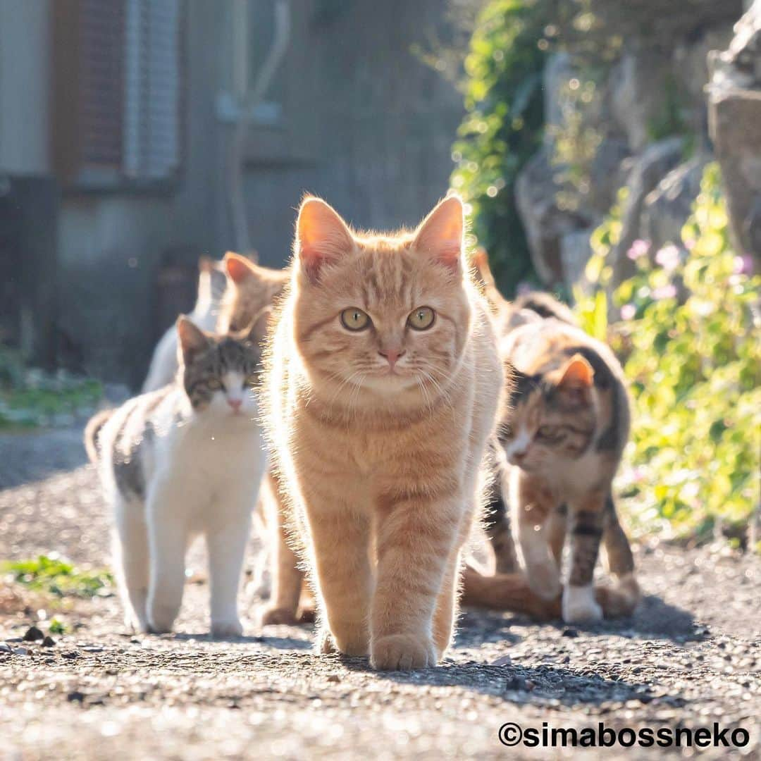 simabossnekoさんのインスタグラム写真 - (simabossnekoInstagram)「・ 島にゃんこセレクション❣️ New Photobook "Island cats(Shima Nyanko)" is full of adorable moments✨ Swipeしてね←←🐾  写真は全て「島にゃんこ」より抜粋。 All photos are excerpted from "Island cats(Shima Nyanko)".  〜お知らせ〜 新作写真集「島にゃんこ」好評発売中❣️ @simabossneko と、ぺにゃんこ( @p_nyanco22 )との初共著🐾  日本の島々で7年間撮り続けてきた、島の猫さん達のとびっきりの表情やしぐさがいっぱい✨ 厳選したベストショットから初公開の作品まで、愛おしくて幸せな瞬間を集めました。  ★Amazonほかオンライン書店、本屋さんにて！ ★メルカリShopsとminne simabossneko's shopでは、サイン本を販売中🐾  お気に入りの一冊になれば嬉しく思います☺️  📘A5変形サイズ／88ページ 1,210円(税込) ワニブックス刊  販売各ショップへは @simabossneko もしくは @p_nyanco22 のプロフィールURLよりご覧いただけます。  もしくはminne、メルカリShops内にて "simabossneko's shop"と検索ください🔎 ・ ・ 【Notice】 NEW 3rd Photobook "Shima Nyanko (Island Cats)"  The book is co-authored by @simabossneko and @p_nyanco22  There are lots of wonderful photos of island cats✨  ◆The autographed books are available now at “minne simabossneko's shop“.   〜Description of the work〜 The cute cats that we have been shooting for 7 years in the islands of Japan.  From the carefully selected best shots to the first public photo, we have collected lovely and happy gestures. Kissing, cuddling, rubbing, synchronizing, playing, licking... The cats will heal you!  Please make a purchasing for this opportunity 😸🐾 The product page can be seen from the URL in the profile of @simabossneko or @p_nyanco22   ★Amazon Japan https://www.amazon.co.jp/dp/4847072863  ★simabossneko's shop URL https://minne.com/＠simabossneko  It is possible to purchase and ship from Taiwan, Hong Kong, the USA, Korea, etc. ※ Shipping fee will be charged separately.  📘A5 variant size / 88 pages 1,210 JPY Published by Wanibooks ・ ・ #しまねこ #島猫 #ねこ #にゃんすたぐらむ #猫写真 #cats_of_world #catloversclub #pleasantcats #catstagram #meowed #ig_japan #lumixg9」4月16日 20時46分 - simabossneko