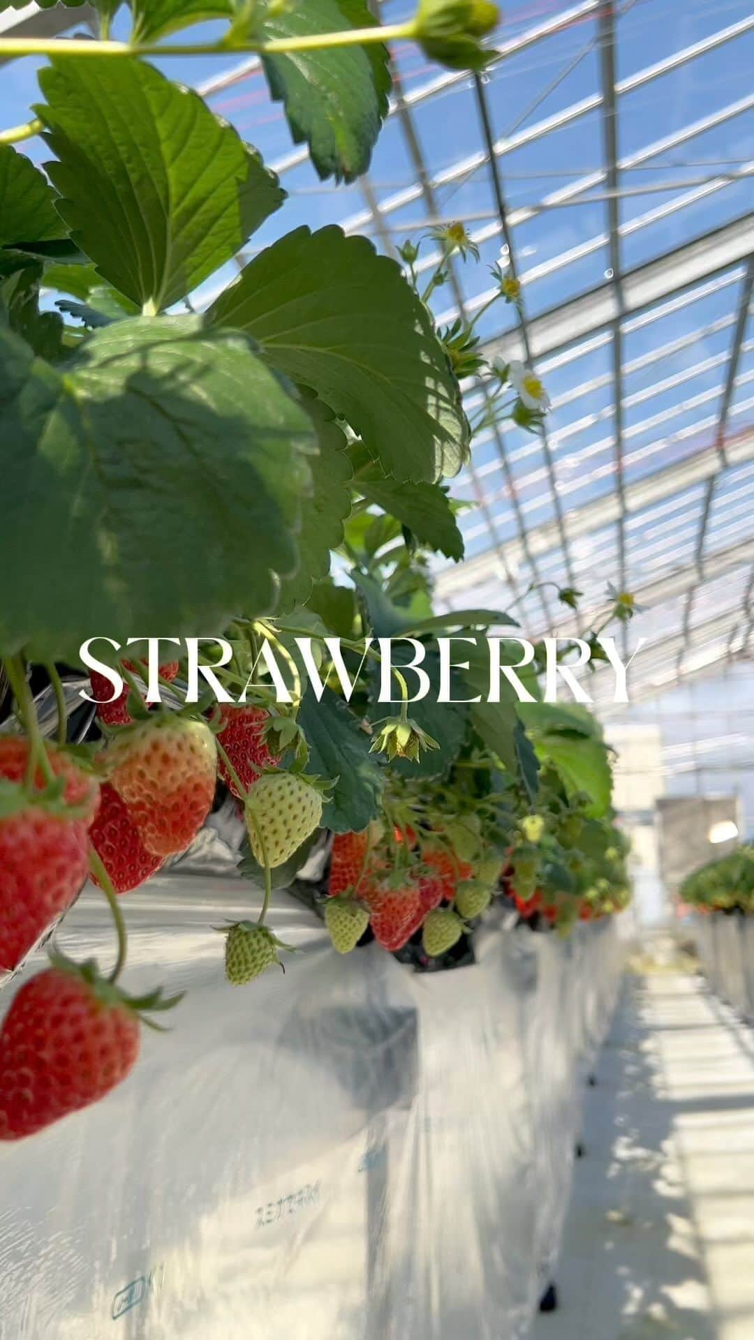 のインスタグラム：「お母さんが誕生日の日に いちご狩りに連れてってくれた🍓🍓🍓 いつもありがとう🫶🏼💐 . . . . . #strawberry#いちご狩り#ニットコーデ#スラックスコーデ#大人カジュアル#大人カジュアルコーデ#キレイめカジュアル#キレイめカジュアルコーデ#デートコーデ#ドライブコーデ#プチプラコーデ#ゆる巻き#簡単ヘアアレンジ#ロングヘアアレンジ#2wayバング#シースルーバング」