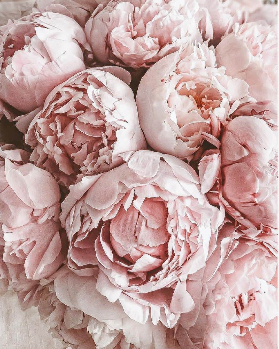 Yukicoさんのインスタグラム写真 - (YukicoInstagram)「𓆱𓆸𓆹𓆺  ————————————————————— 見てくださる方にプラスになる投稿をしていきます 是非いいね♡フォロー♡ よろしくお願いいたします𓅟 私の写真の編集については フォトレッスンでレクチャーをしています —————————————————————  #flowers#flowerpower#flowerphotography#flowerporn#flowerslovers#flowerstagram#bouquet#bouquets#btsarmy#jiminpen#btsjimin #ジミンペン」4月16日 20時56分 - yukicolifecom