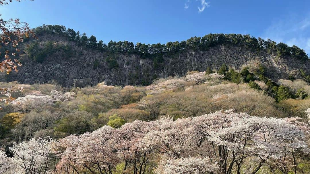 吉田桃華さんのインスタグラム写真 - (吉田桃華Instagram)「#屏風岩公苑 の山桜🌸  ちょっと時差投稿ですが、 曽爾村の春をお楽しみください  #奈良県 #曽爾村 #屏風岩 #観光 #ハイキング  #山桜 #sonivillage #🌸  #吉田桃華」4月16日 21時13分 - momokayoshida_