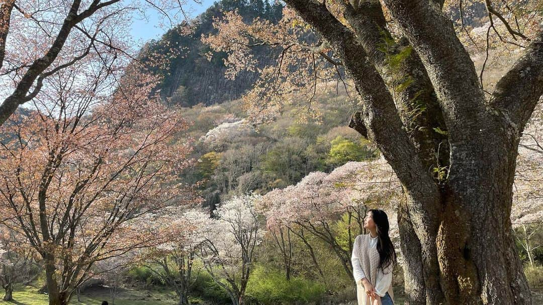 吉田桃華さんのインスタグラム写真 - (吉田桃華Instagram)「#屏風岩公苑 の山桜🌸  ちょっと時差投稿ですが、 曽爾村の春をお楽しみください  #奈良県 #曽爾村 #屏風岩 #観光 #ハイキング  #山桜 #sonivillage #🌸  #吉田桃華」4月16日 21時13分 - momokayoshida_