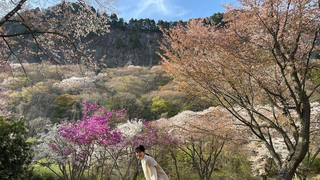 吉田桃華のインスタグラム：「#屏風岩公苑 の山桜🌸  ちょっと時差投稿ですが、 曽爾村の春をお楽しみください  #奈良県 #曽爾村 #屏風岩 #観光 #ハイキング  #山桜 #sonivillage #🌸  #吉田桃華」