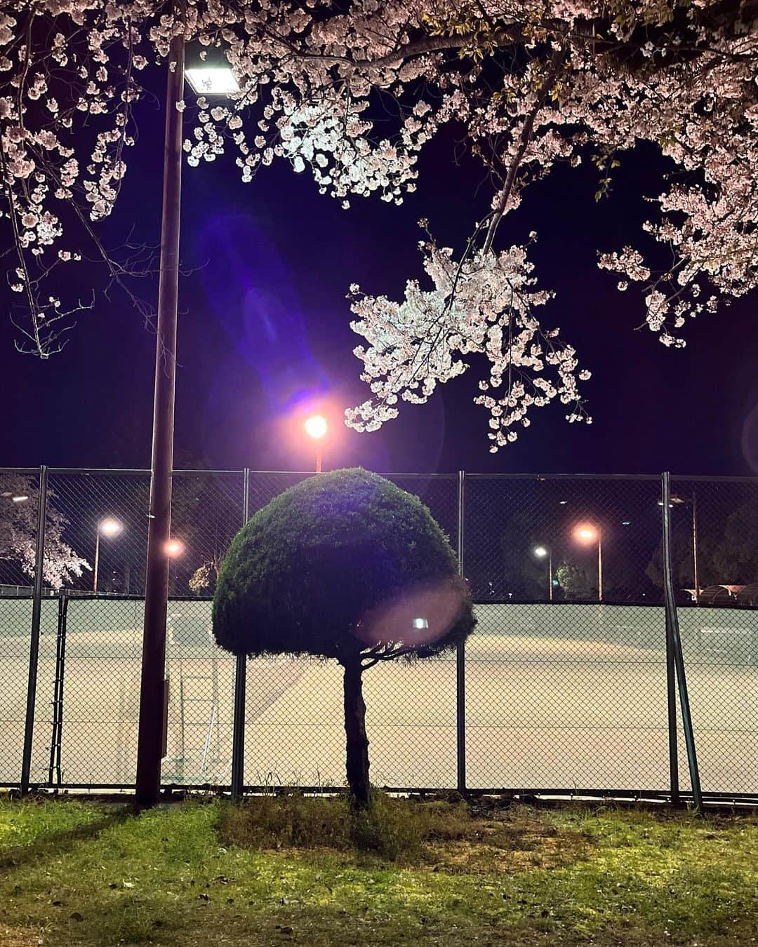 野村舞鈴さんのインスタグラム写真 - (野村舞鈴Instagram)「わーしのタイプの木🌳 遠くから見つけて走って会いに行った ぽんてり　さんって呼んでる 街にいっぱいぽんてりさんがいて好みを探すの楽しい」4月16日 21時21分 - marin_murabito