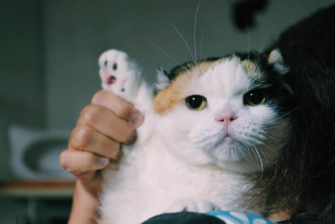 sancheloveのインスタグラム：「あたちはもう寝まつ👋  #おやすみ🌝　 #kitty#catstagram#catstagram_japan#petstagram#picneko#instacat#meow#catoftheday#catofworld#ilovemycat#funnycat#猫#ねこ#にゃんこ#みんねこ#にゃんだふるらいふ#ふわもこ部#PECOねこ部#ねこまみれ#ねこ休み展#munchkin#calico#scottishfold#マンチカン#ねこのいる暮らし Urara」