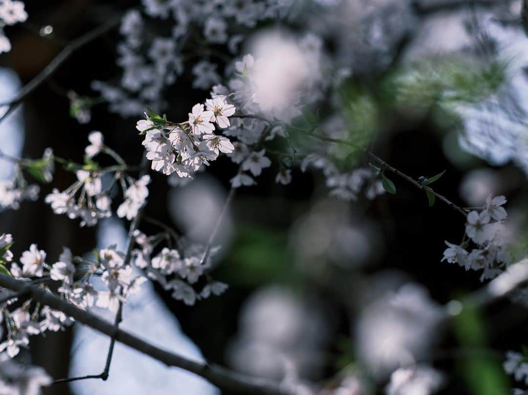 plus_thinkingのインスタグラム：「光浴びる九重桜 . camera: X-T3 lens: FUJINON  XF56㎜F1.2 R .  #今日もX日和 #snapJapan #beautifuljapan」